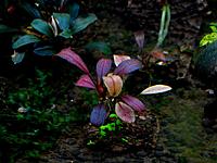     
: Bucephalandra sp. Brownie Red..jpg
: 524
:	102.1 
ID:	495380