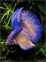     
: HalfMoon Betta.jpg
: 275
:	267.5 
ID:	148906