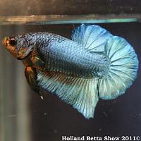     
: HBS2011-AsymHMPKUnicolor(iridescent)2.jpg
: 403
:	368.0 
ID:	174057