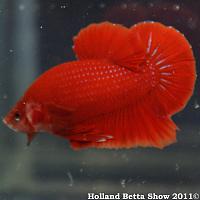     
: HBS2011-AsymHMPKUnicolor(non-iridescent)1.jpg
: 375
:	343.4 
ID:	174061