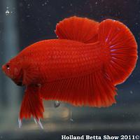     
: HBS2011-AsymHMPKUnicolor(non-iridescent)2.jpg
: 359
:	342.0 
ID:	174062