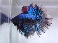     
: Betta_G2_05.jpg
: 498
:	85.6 
ID:	297862