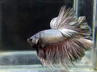     
: Betta_Giai1_HM_00.jpg
: 514
:	112.5 
ID:	297863