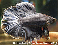     
: Bettas4all@AquaTerraEventFish1.jpg
: 235
:	157.7 
ID:	431666