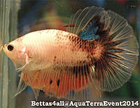     
: Bettas4all@AquaTerraEventFish5.jpg
: 223
:	138.6 
ID:	431669