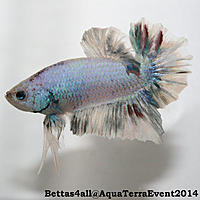     
: Bettas4all@AquaTerraEventFish6.jpg
: 226
:	168.5 
ID:	431670