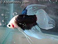     
: betta7.jpg
: 615
:	10.2 
ID:	456805