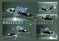     
: fwguppies1543076684.jpg
: 569
:	189.3 
ID:	646264