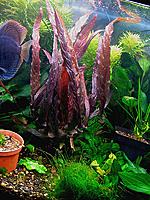     
: Barclaya_peruviana-1.jpg
: 497
:	167.5 
ID:	444215