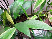     
: Anubias barteri var. glabra-1.jpg
: 329
:	117.2 
ID:	510441