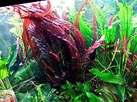     
: Barclaya_periana-10.jpg
: 289
:	171.4 
ID:	558991