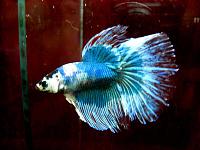     
: IMG_5816_Betta.jpg
: 278
:	52.7 
ID:	239793