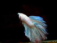     
: IMG_5827_Betta.jpg
: 239
:	29.0 
ID:	239795