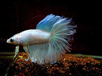     
: IMG_5834_Betta.jpg
: 249
:	50.4 
ID:	239796