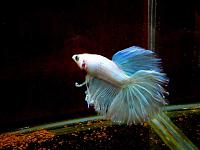     
: IMG_5836_Betta.jpg
: 274
:	45.3 
ID:	239797