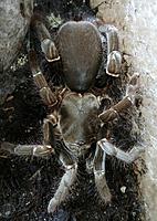     
: hysterogcrates sp Nigeria 1.jpg
: 57
:	180.4 
ID:	686763