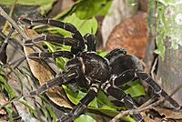 Нажмите на изображение для увеличения
Название: Fauna-Insects-Spiders-Jeff-Cremer-2-1024x685.jpg
Просмотров: 117
Размер:	136.8 Кб
ID:	686890