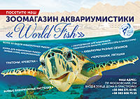     
: worldfish2.jpg
: 246
:	762.9 
ID:	649308