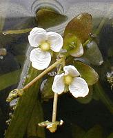     
: sagittaria_subulata_flw_b2.jpg
: 298
:	35.6 
ID:	6057