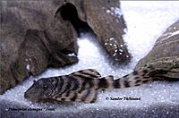     
: Panaqolus sp. New Zebra Jutai-2.jpg
: 857
:	112.0 
ID:	473953