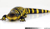 Нажмите на изображение для увеличения
Название: tiger-salamander.jpg
Просмотров: 455
Размер:	51.0 Кб
ID:	294401