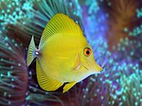     
: 1490363758_zebrasoma-scopas-2.jpg
: 485
:	46.3 
ID:	596464