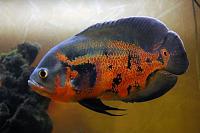     
: 368863_Astronotus_1.jpg
: 298
:	57.2 
ID:	269154