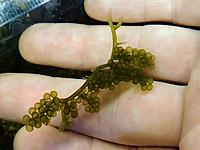     
: Caulerpa lentillifera.jpg
: 545
:	89.1 
ID:	533084