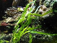     
: Caulerpa Prolifera.jpg
: 662
:	194.5 
ID:	533090