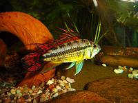     
: Apistogramma_cacatuoides_4.jpg
: 268
:	48.2 
ID:	258171