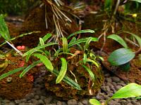     
: Bucephalandra-Belindae-P.Boyce-2011.jpg
: 1150
:	74.8 
ID:	266542