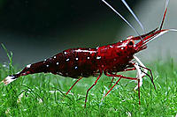     
: cardinal-shrimp.jpg
: 741
:	47.6 
ID:	413515