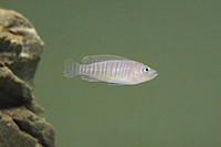     
: multifasciatus9_1.jpg
: 412
:	54.7 
ID:	598603