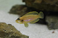     
: ocellatus gold9_1.jpg
: 436
:	53.4 
ID:	598605