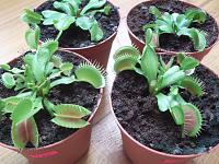 Нажмите на изображение для увеличения
Название: Dionaea muscipula 2.jpg
Просмотров: 1137
Размер:	344.9 Кб
ID:	226824