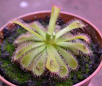     
: 10.D.esterhnyseniae x D.slackii.jpg
: 276
:	71.3 
ID:	269570