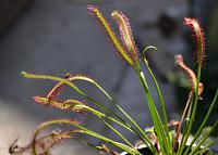     
: 12. D. capensis.jpg
: 244
:	47.6 
ID:	270142