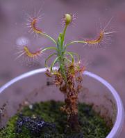     
: 13.D.scorpioides.jpg
: 260
:	46.0 
ID:	270447