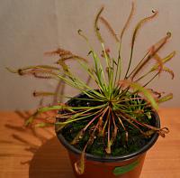     
: 17.D.capensis red leaf.jpg
: 252
:	195.1 
ID:	271411