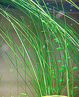     
: eleocharis-sp-xingu-4f7a03a6bdbea.jpg
: 94
:	769.4 
ID:	681958