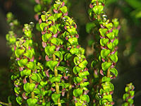     
: vodn.rast__.rotala_pearl4_-2_.jpg
: 69
:	225.7 
ID:	681974