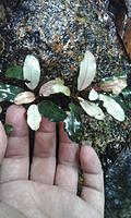     
: Bucephalandra sp. Theia variegata.jpg
: 315
:	78.5 
ID:	586771