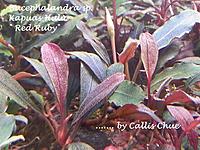     
: Bucephalandra sp. Kapuas Hulu Red Ruby.jpg
: 215
:	108.9 
ID:	586786