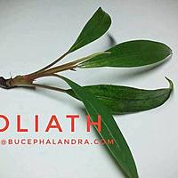     
: Bucephalandra sp. Goliath.jpg
: 192
:	21.5 
ID:	586787