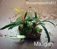     
: Bucephalandra sp. Maligan.jpg
: 213
:	12.0 
ID:	586790