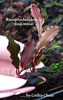     
: Bucephalandra sp. Red Wave.jpg
: 201
:	42.8 
ID:	586792
