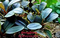     
: Bucephalandra sp. Brownie Iris.jpg
: 261
:	91.9 
ID:	586796