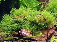     
: moss sp 610 1.jpg
: 1349
:	291.1 
ID:	246427