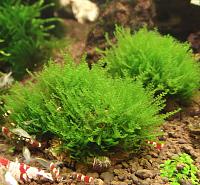     
: moss sp 610 2.jpg
: 517
:	507.4 
ID:	246428