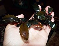     
: Bucephalandra sp. Shine Blue 3.JPG
: 1120
:	98.4 
ID:	248167